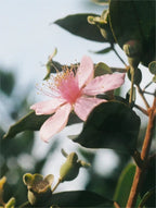 Natural Retinol Oil - Serum