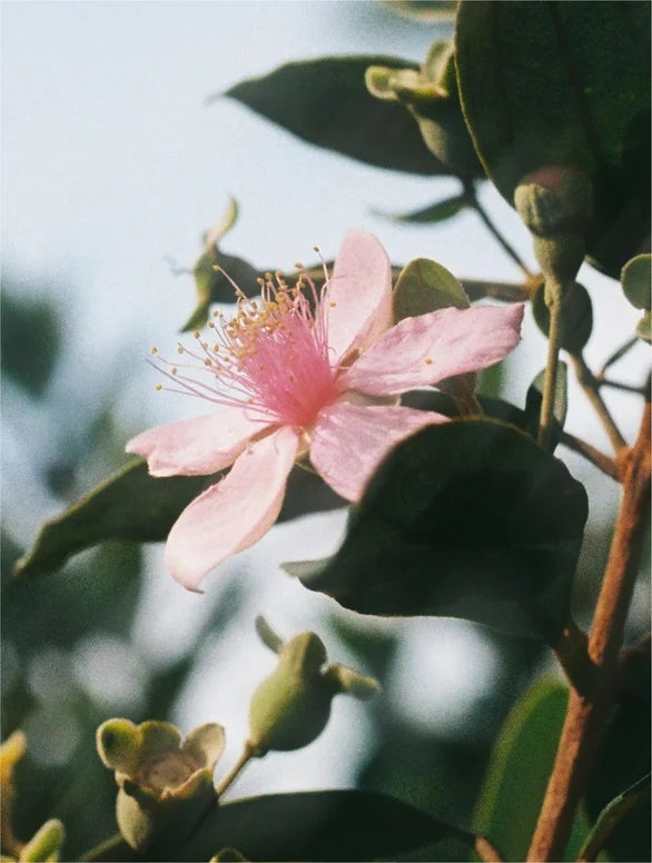 Natural Retinol Oil - Serum