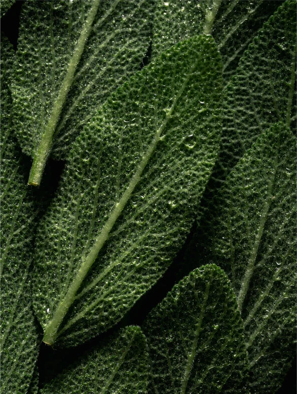 Silk Skin Body Wash - Peppermint & Dark Cedar