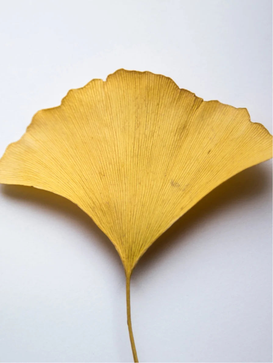 Antioxidant Ginkgo Essence Booster