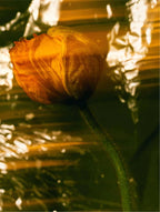 Rich Cream - Nourishing (Argan Oil)
