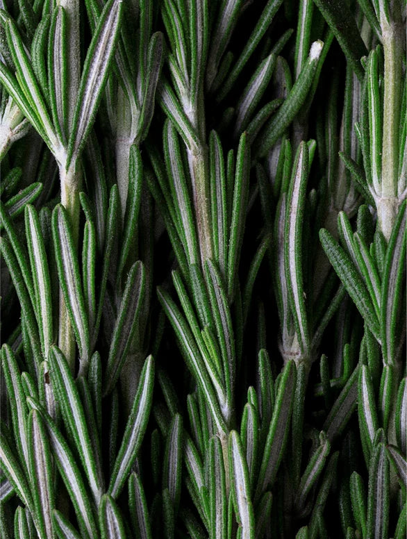 Scalp Growth & Strengthening Hair Oil - Rosemary